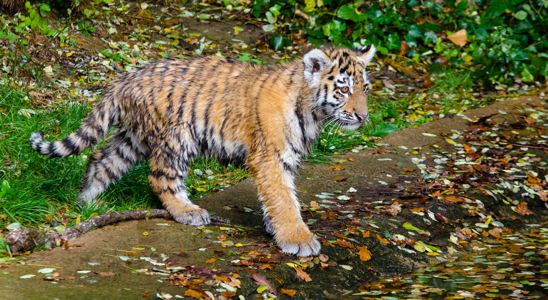 The Greatest Zoo Forest In The World