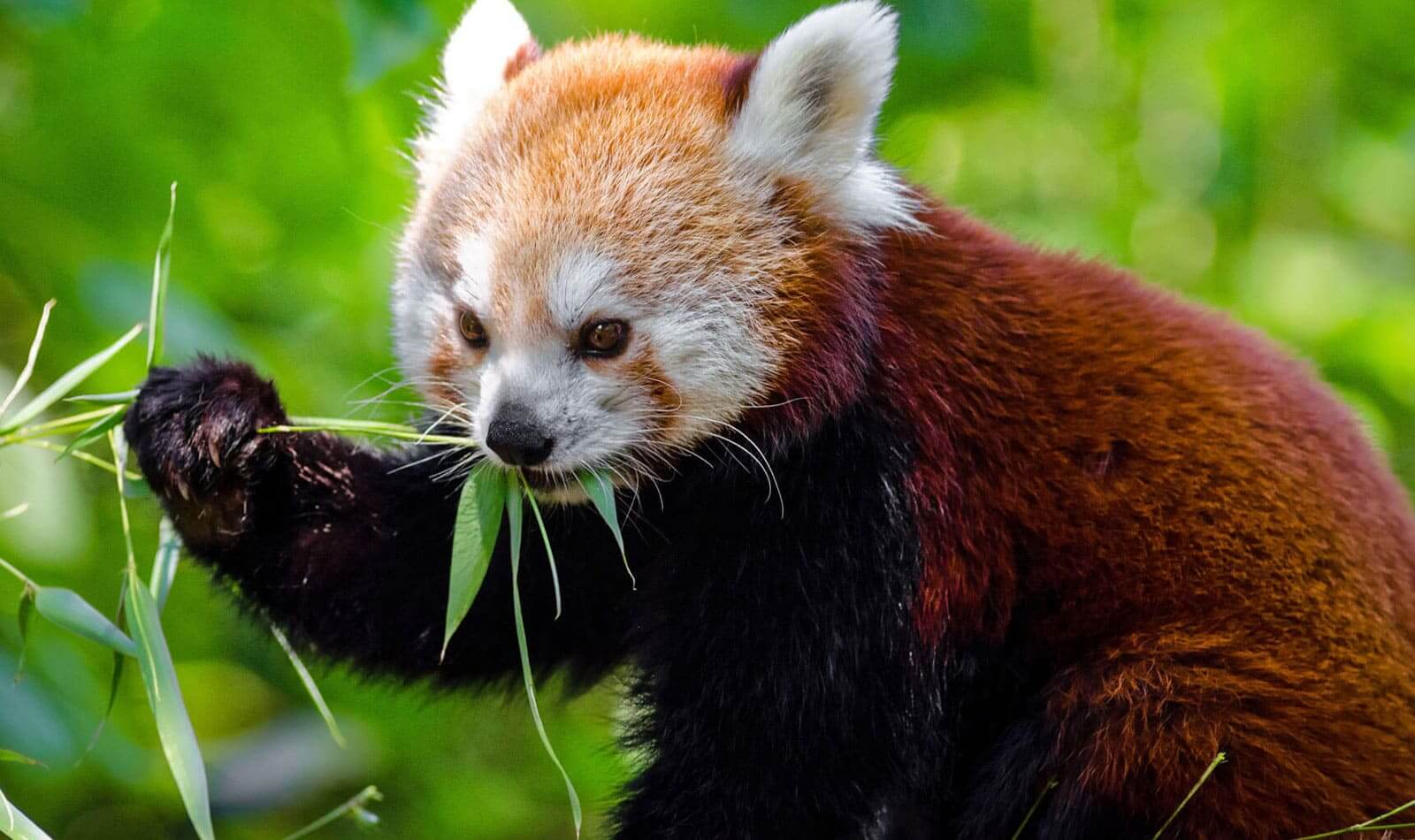 Wild Animals Is The Beauty Of Earth