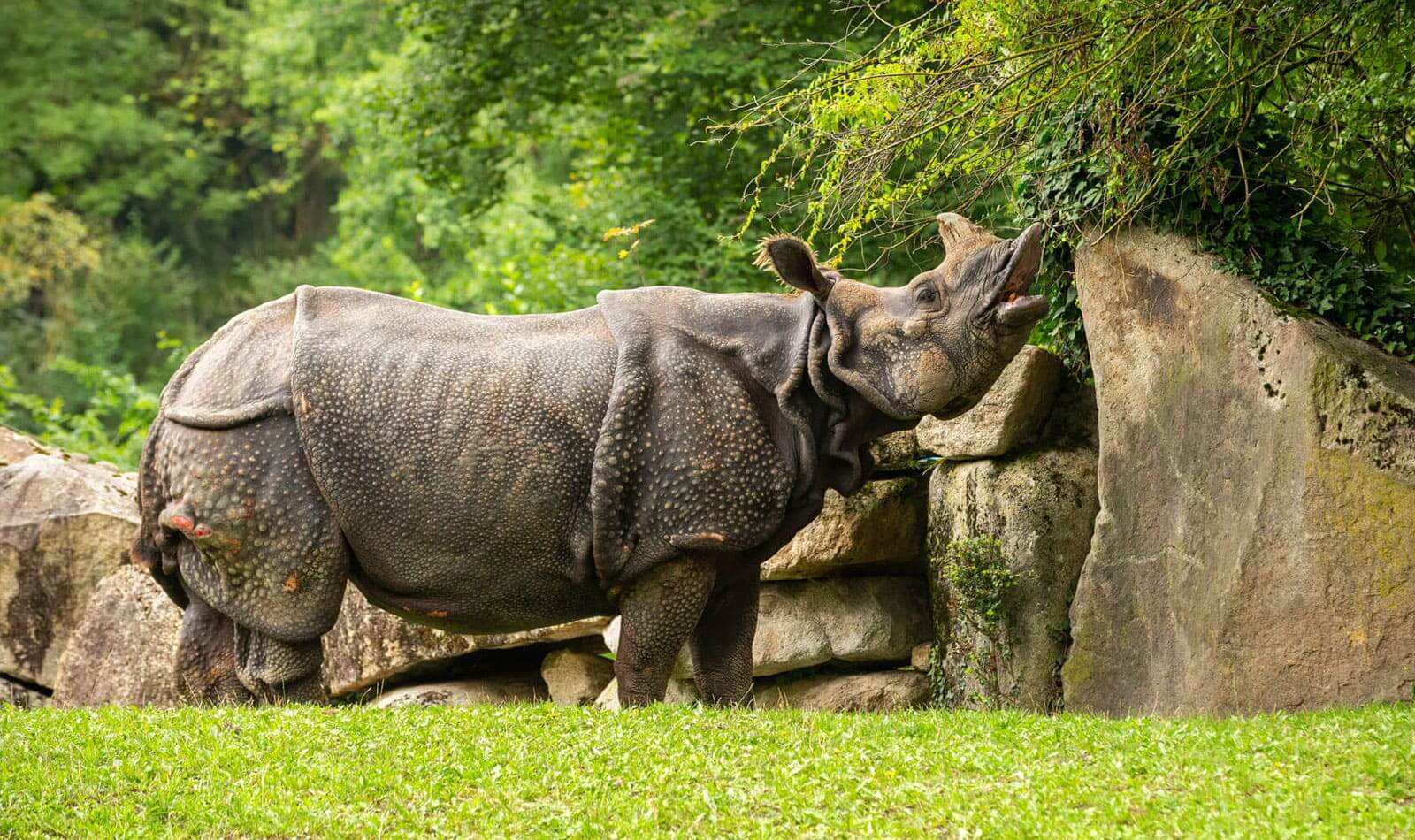 Lets Protect Wildlife Animals Nature Together